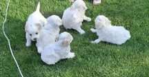 Bichon maltez 2 baieti 2 fete