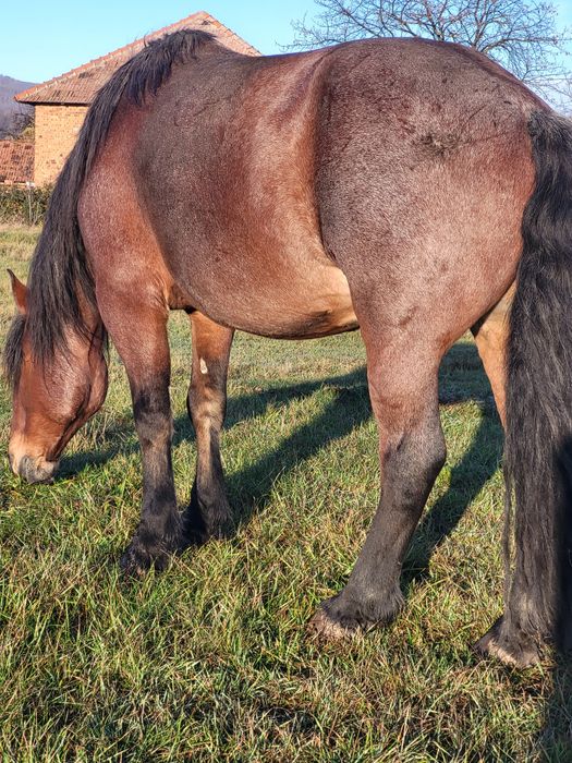 4 caii castrati de vanzare