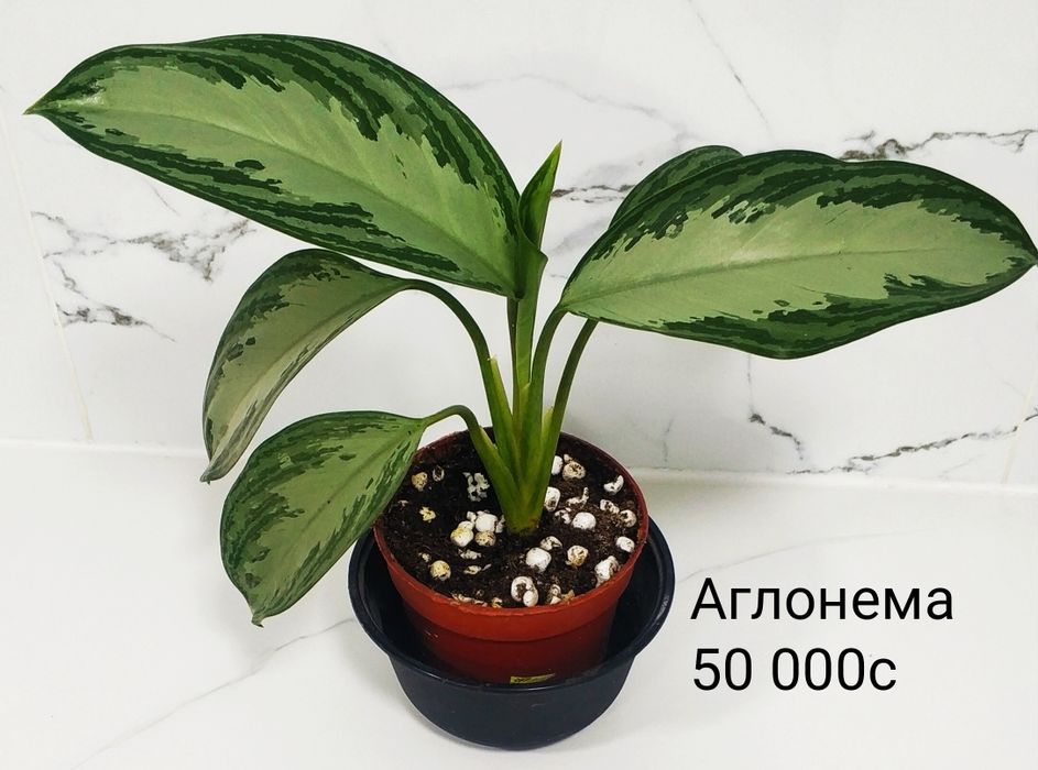 Комнатные цветы.