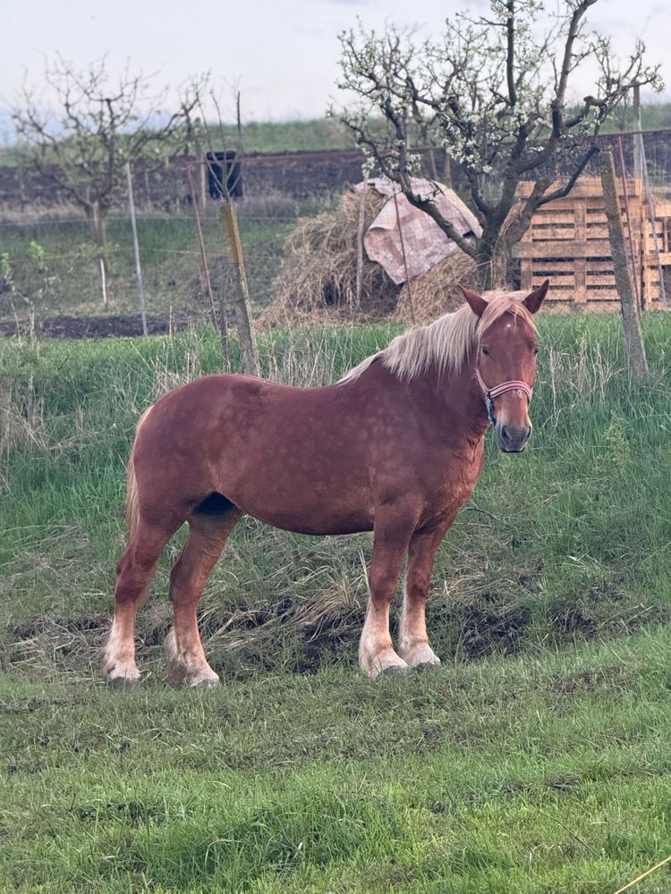 Vand doua iepe garantate de 9 si 5 ani