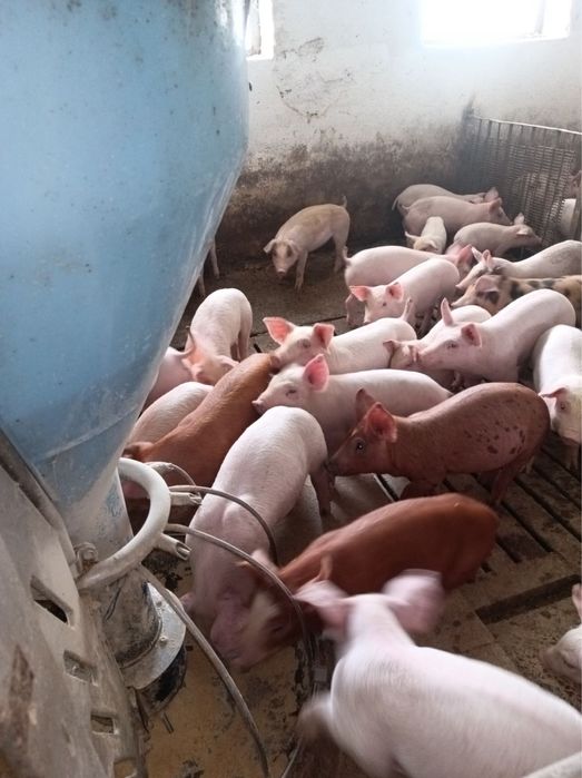 Отбити малки прасета