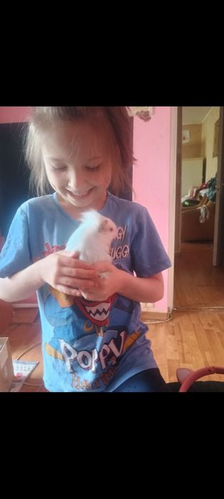 Porcușori de Guineea