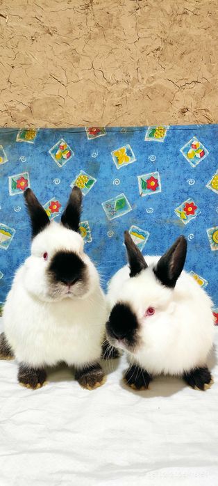 Кролики самцы Калифорнийской породы