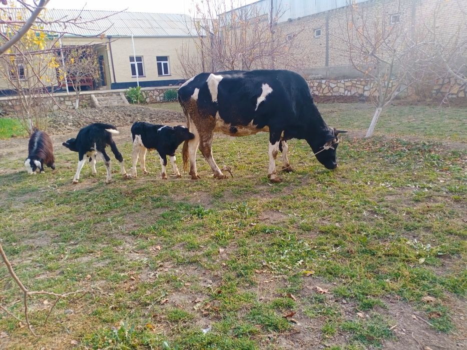 Ikkiz ona bola sigirlar