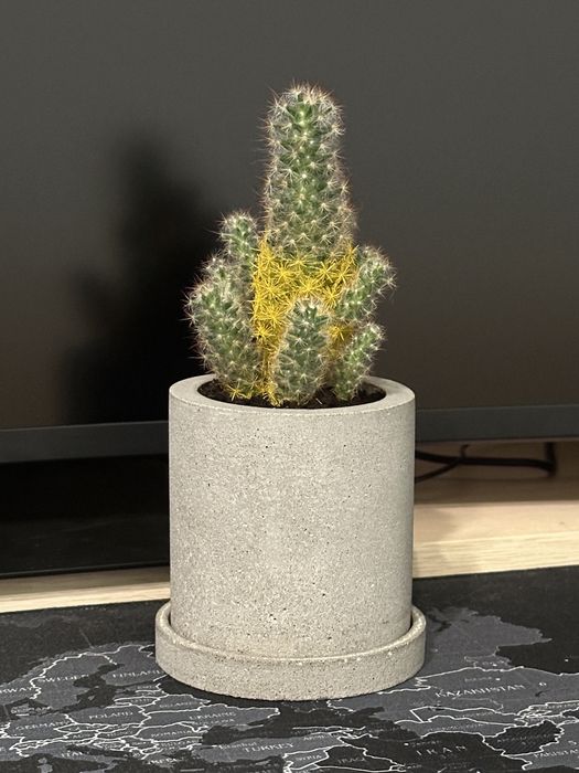Бетонный горшок/ кактус в кашпо/ бетонное кашпо/ декор