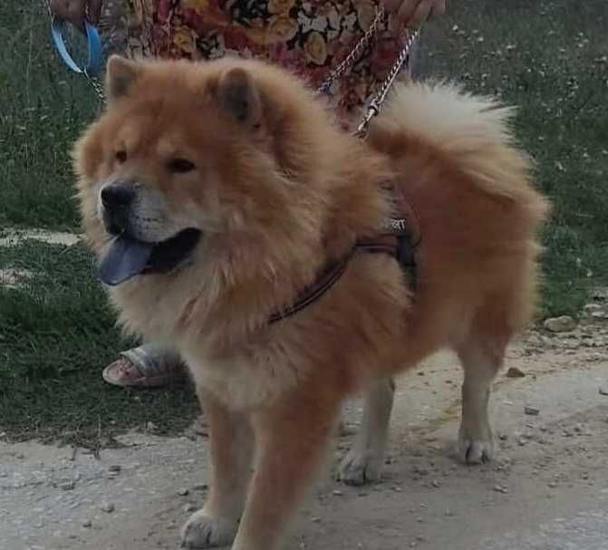Куче Чау чау 2г.