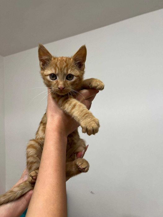 pui de pisica gratis