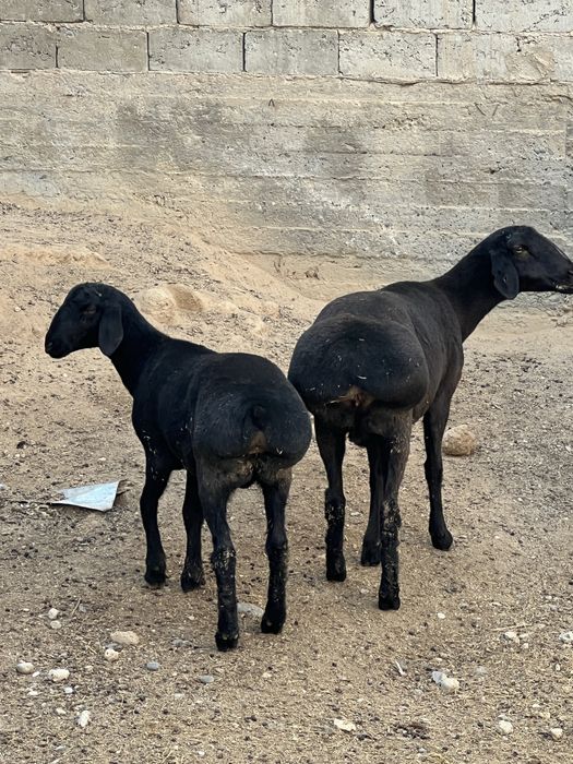 Тоза куйлар срочно сотилади, бокиб купайтириш учун!