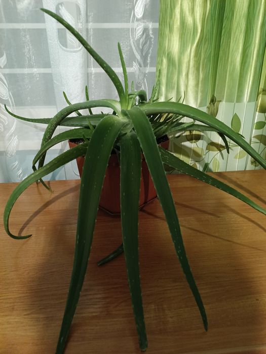 Комнатное растение алоэ