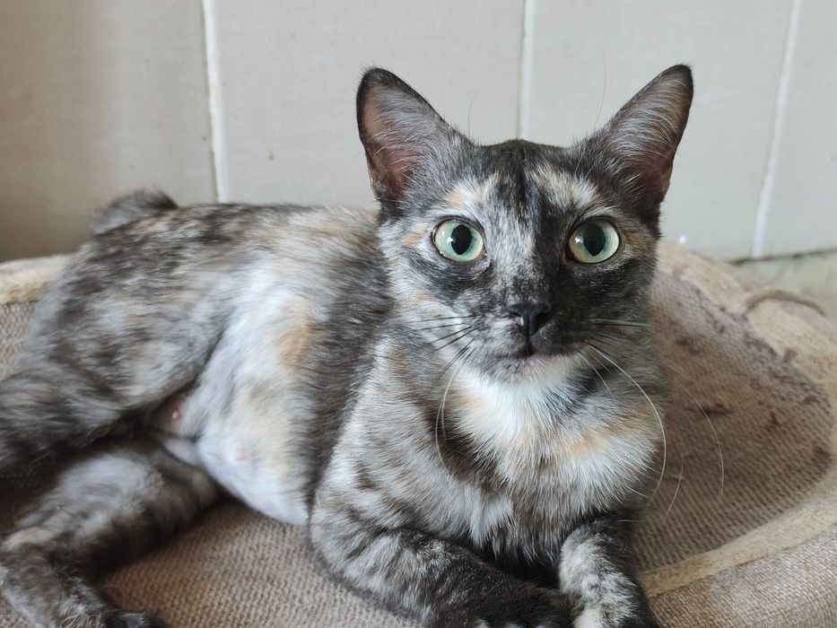 Стерилизованная кошечка Ряба ищет дом