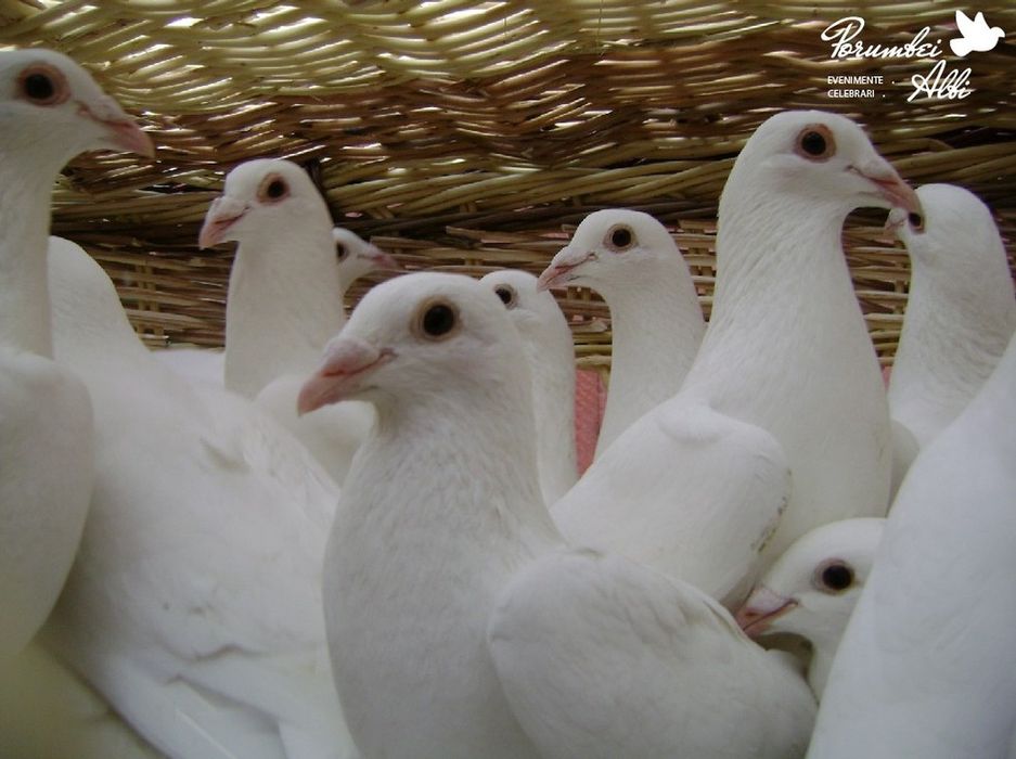 Porumbei albi nunti