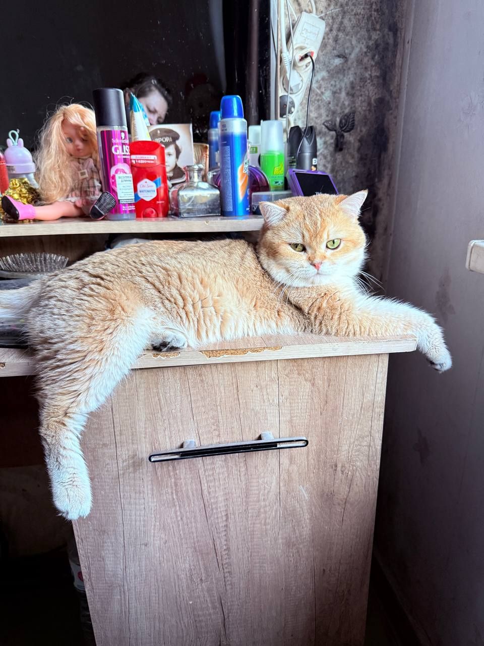 Продам котят породы британские шиншиллы