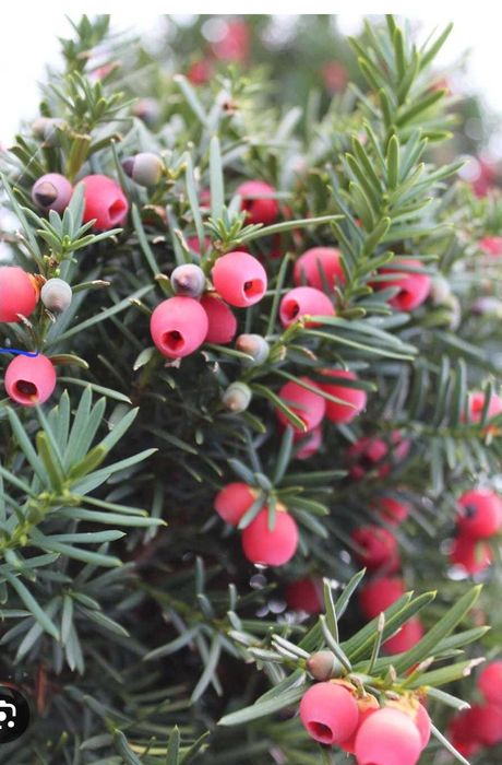 Taxus 1.7 m la ghiveci