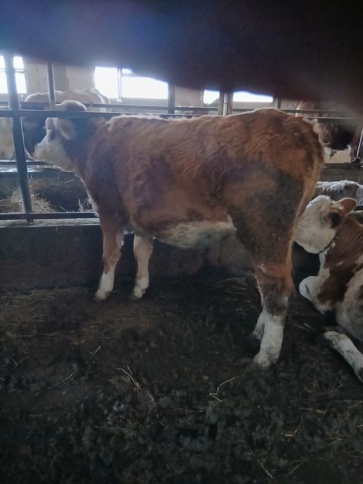 De vînzare taur și vitică