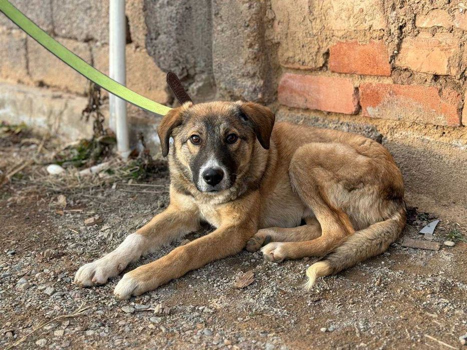 Пёс в хорошие руки