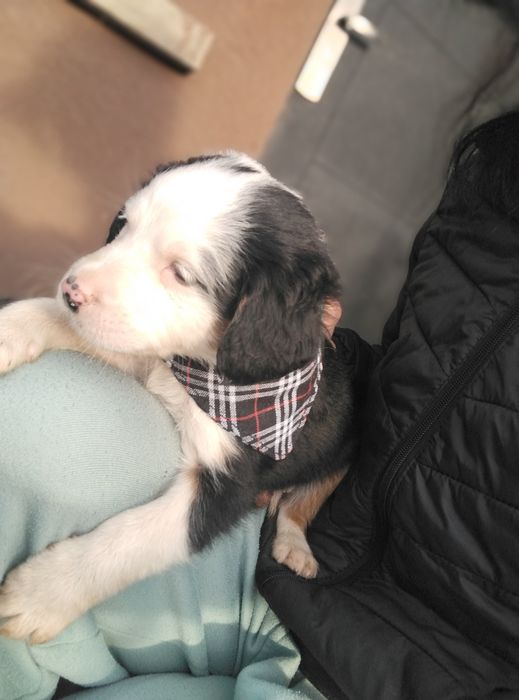 Подарявам най-сладките кученца