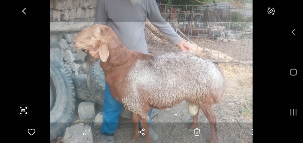 Зотдор кучкорлар