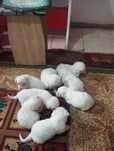 Bichon maltez ieftin