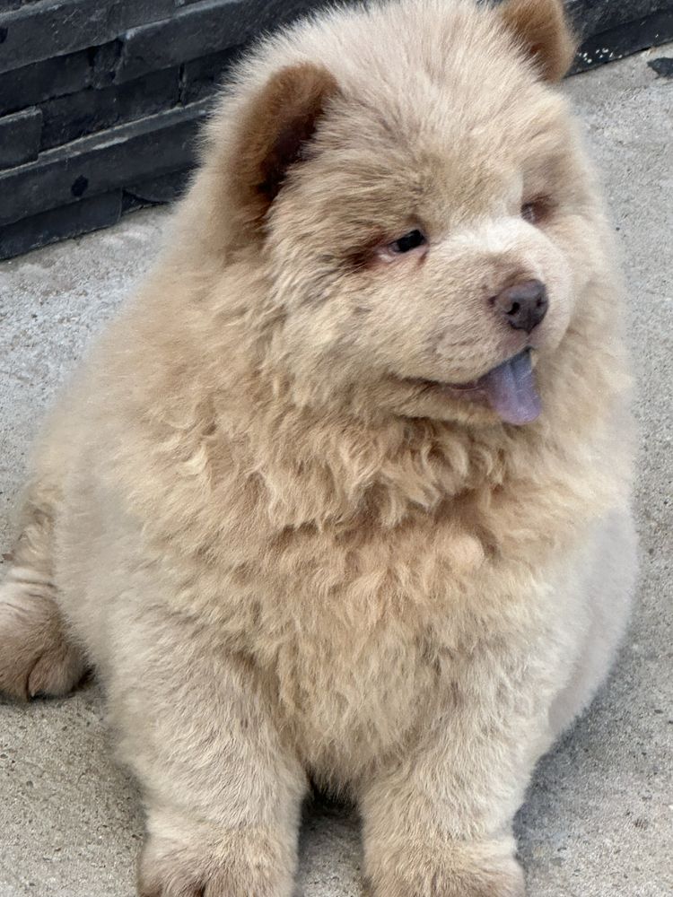 Chow Chow mascul capuccino