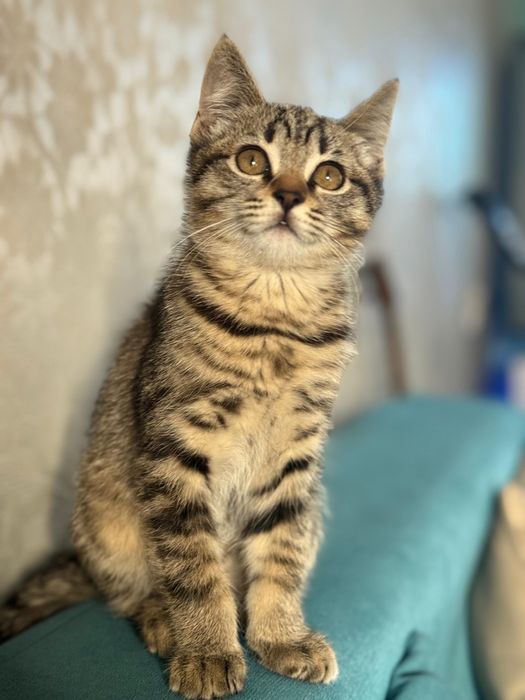 Отдадим котенка в хорогие руки