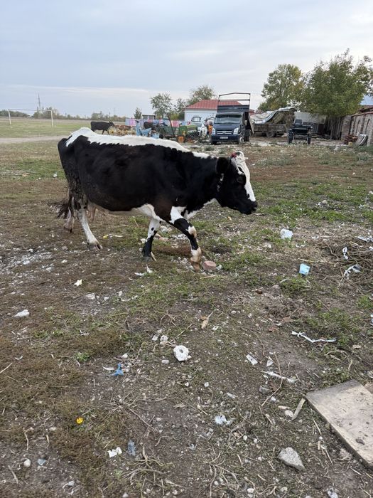 Vand vaca de 10 vitei