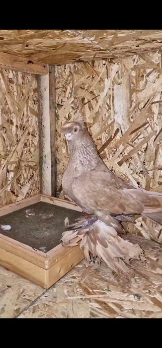 Голуби на продажу