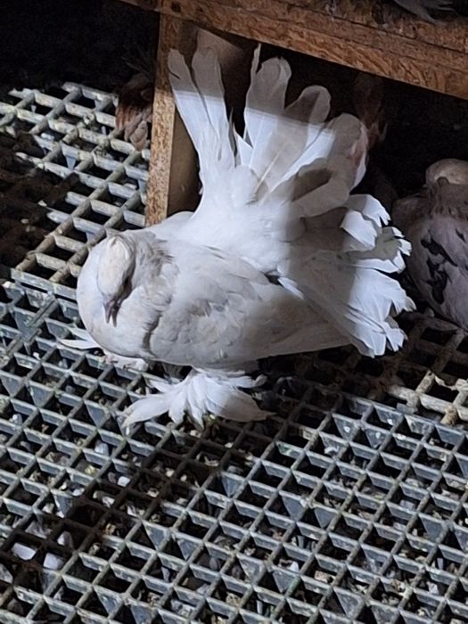 Porumbei rotați și Voltați indieni