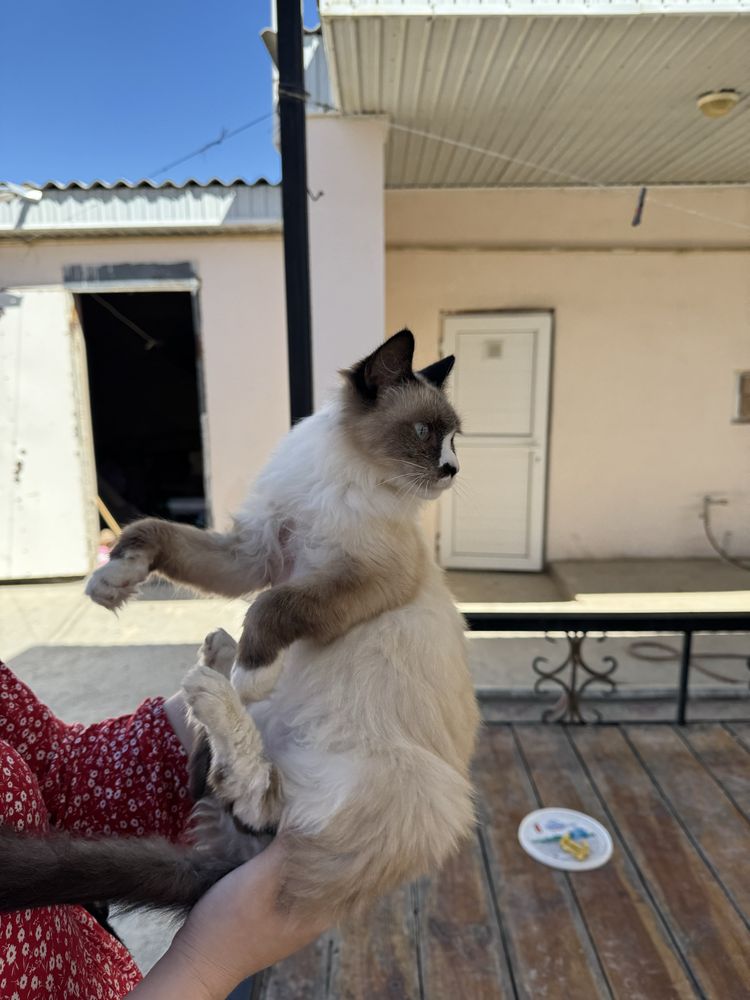 Кошка Пародо Регдолл
