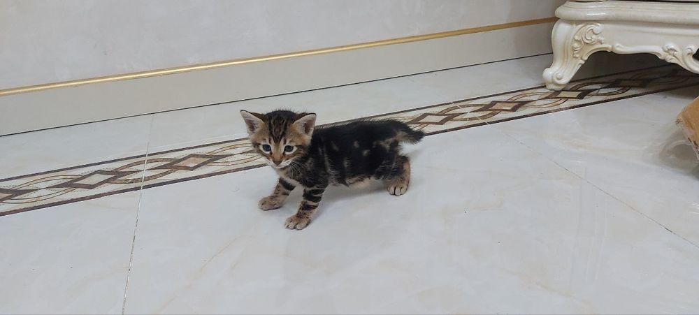 Продаем Бенгалов чистых и смешанных 1 млн ( скидка есть ) 1,5- 2 месяц