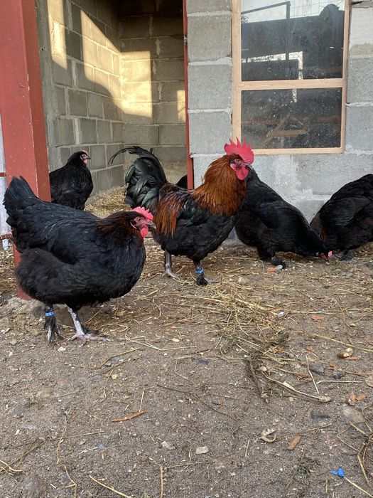 Oua incubat Marans Negru Aramiu