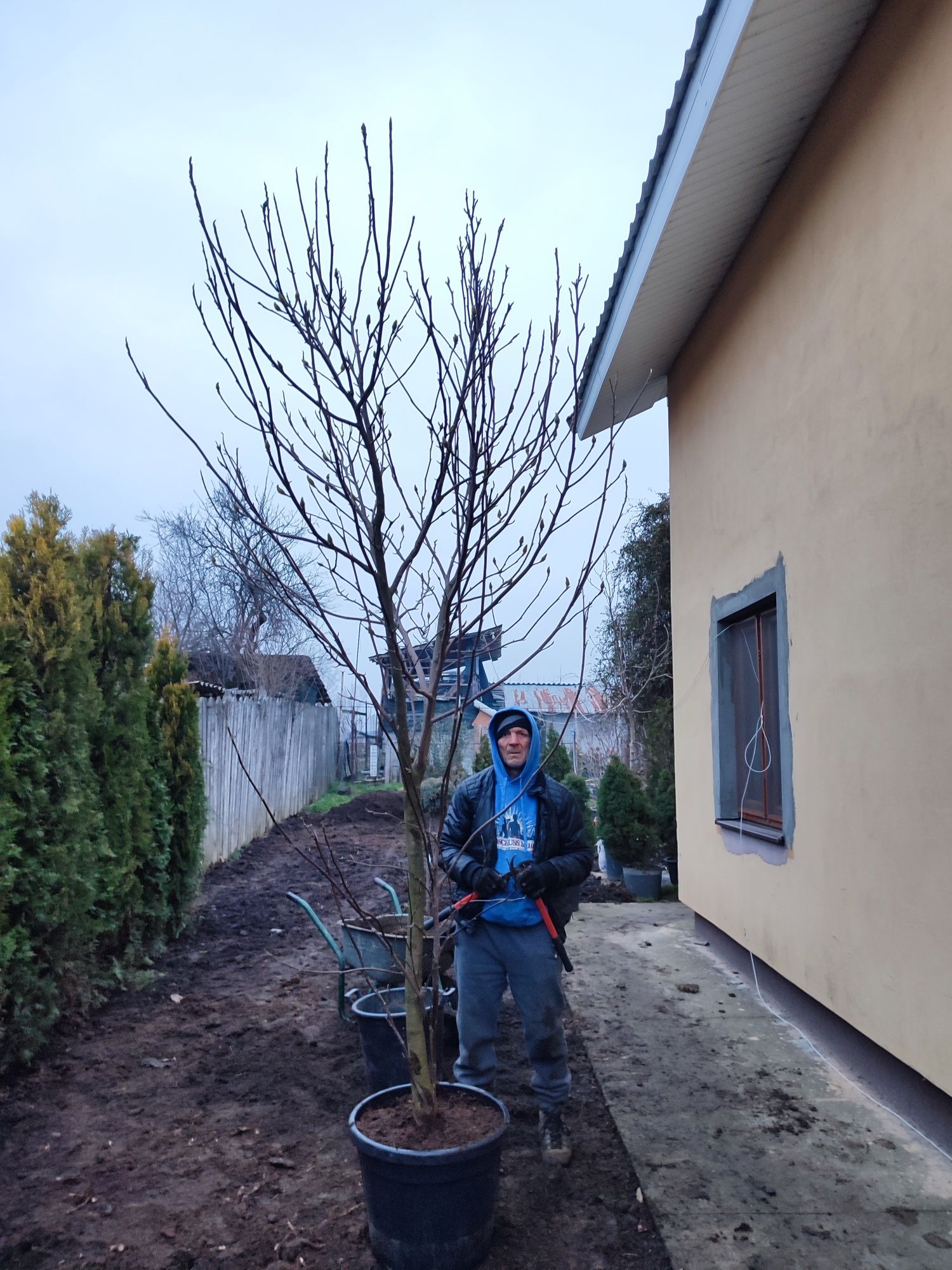 Magnolia soulangena rustica rubra 3-4 m