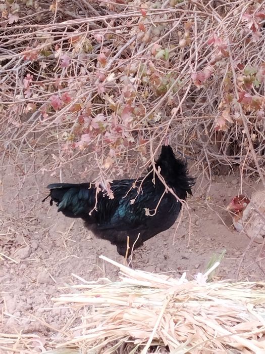 Хурозлар сотилади