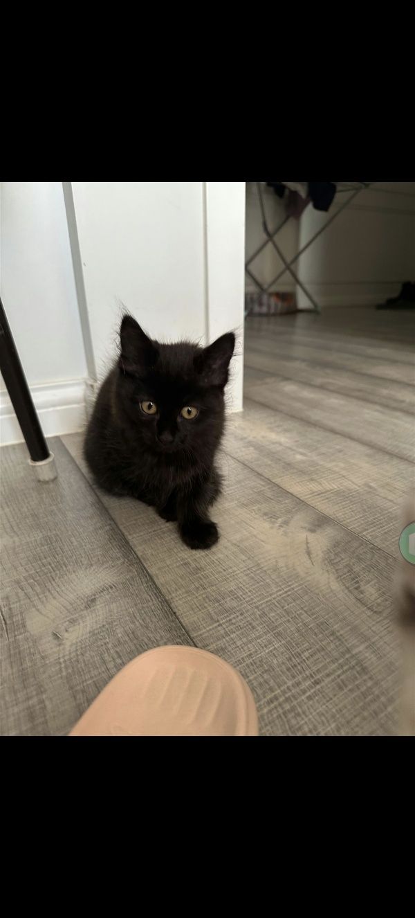 Котята пушистые  послушные кот и кошка