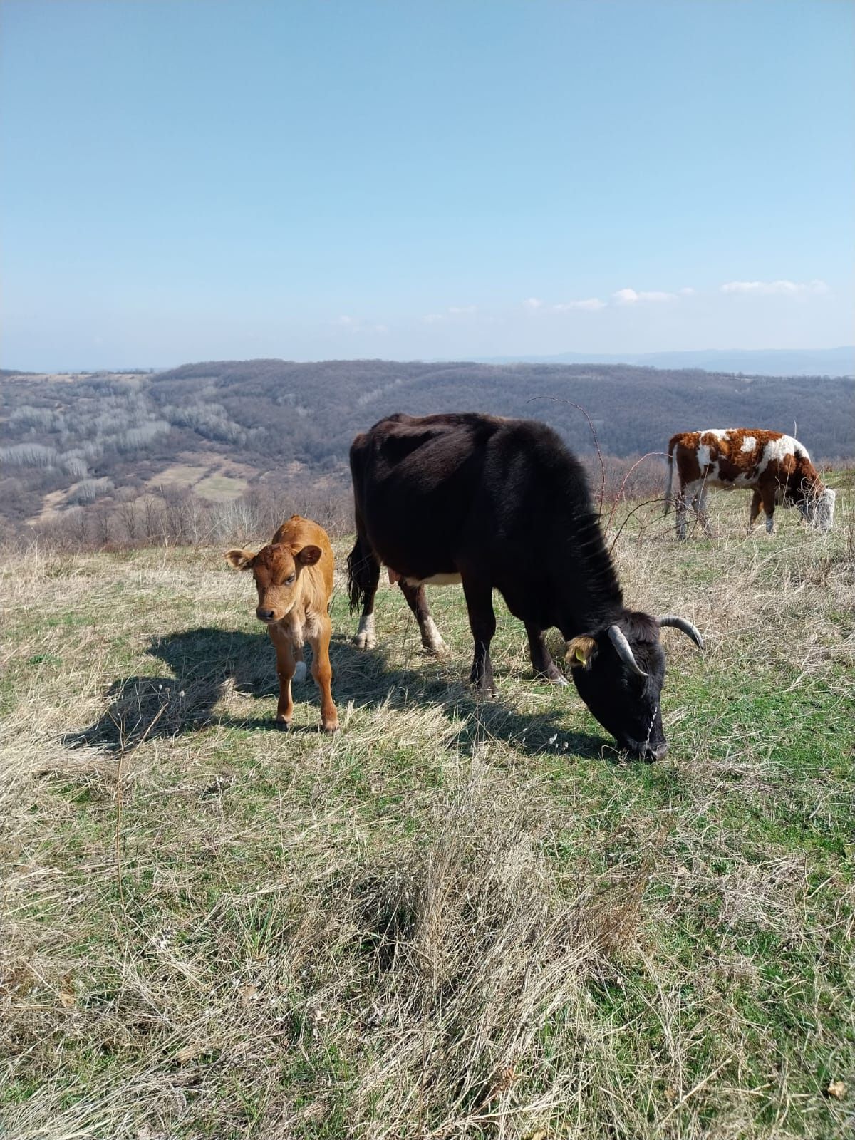 Vaca cu vitel si juninca gestanta