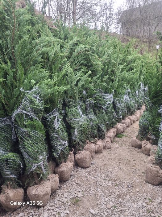 Tuia leylandii chiparos la oferta