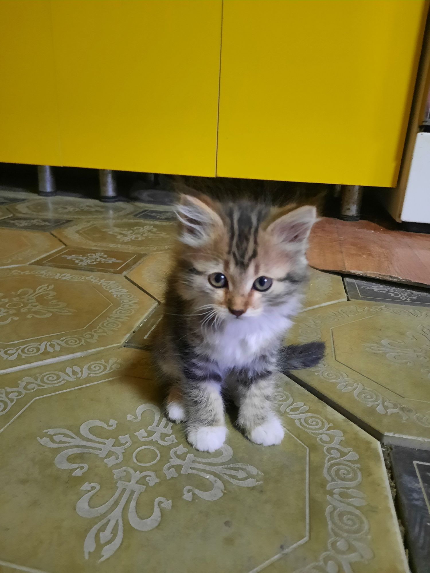 Котята даром в добрые руки