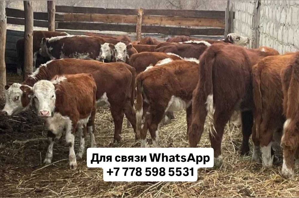 Тёлочки бычки телята