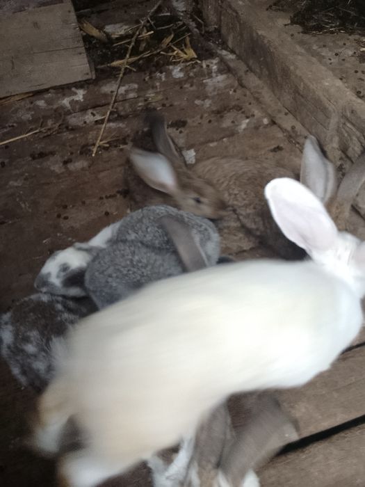Vînd iepuri californieni 3 iepuroaice și 3 iepuri