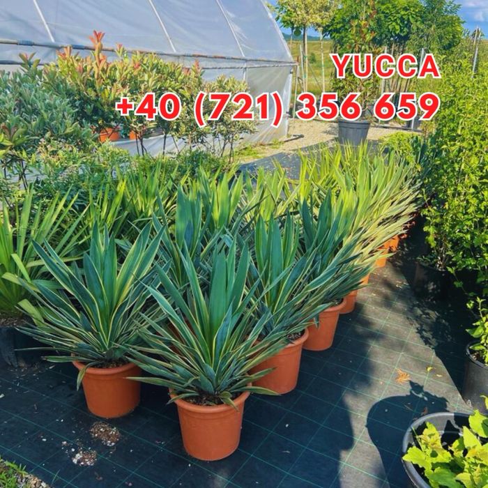 Tuia brazi maslini pom-pom spirale bosai cedru mesteacan magnoli pini