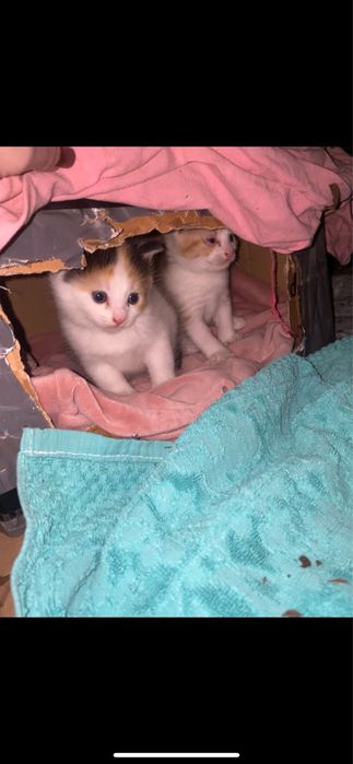 Pui de pisica spre adoptie