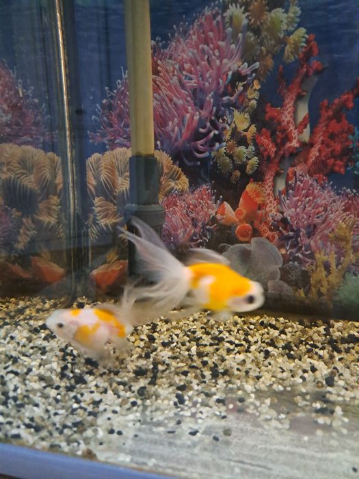 Аквариум с рыбками