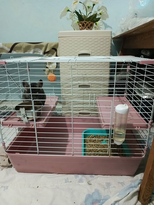 Продам шиншиллу,самец