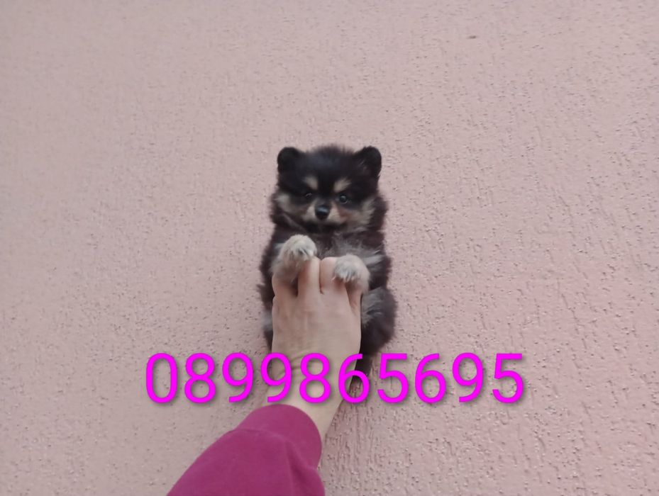 Женско Померанче !