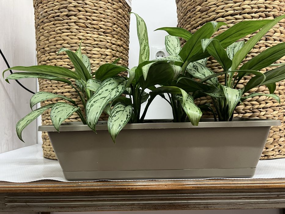 Аглаонема для офиса и дома