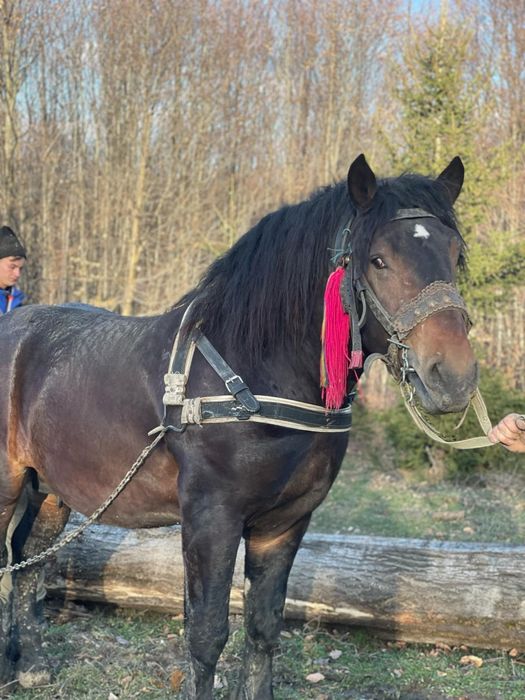 Vând armăsarl de 3 ani și 2 luni