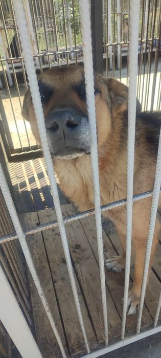 Ищем старых или новых более ответственых хозяев