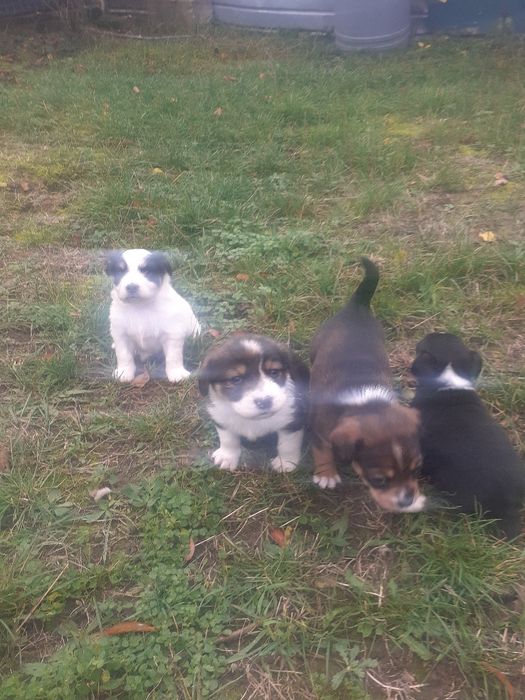 Donez cățeluși pechinez