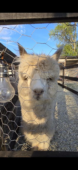 De Vanzare Pereche Alpaca 2 Ani