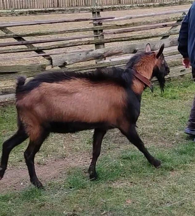 Țap alpin francez rasa pură, genetica bună / capre alpine franceze.