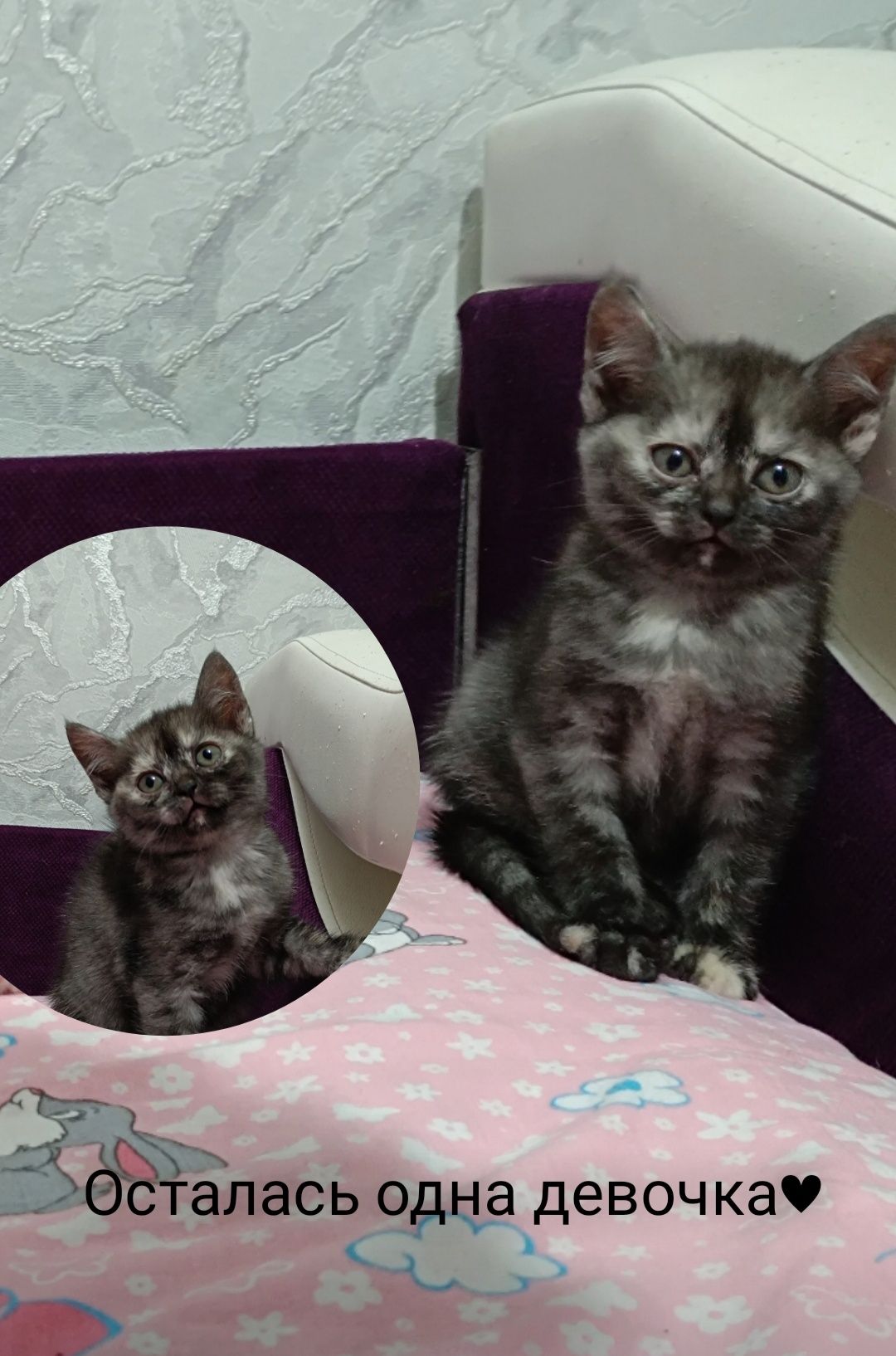 Продам кошечку скотиш страйт